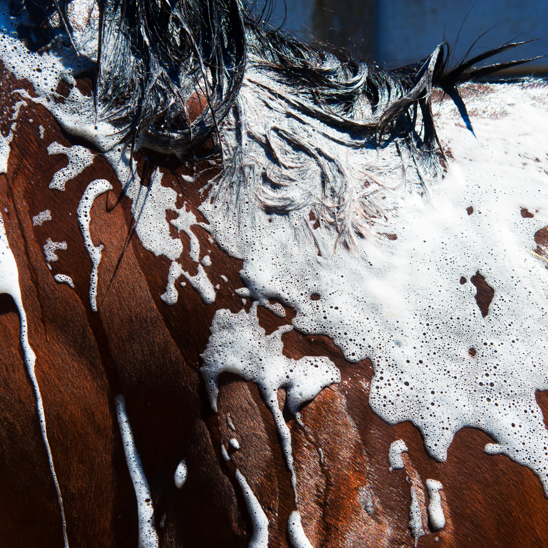 Equine Soaps, Shampoo, Skin and Hoof Care