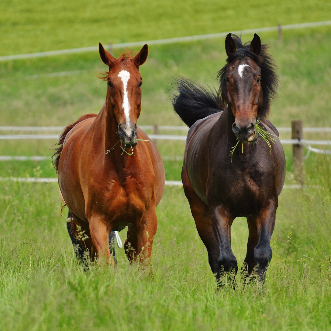 Herbs and Supplements for Horses